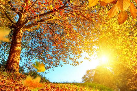 Download 2560x1700 Autumn Leaves Sunlight Trees Sky Wallpapers For