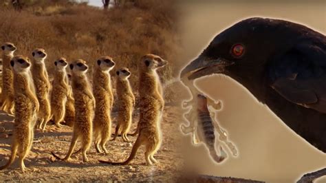 Drongo Bird Tricks Meerkats
