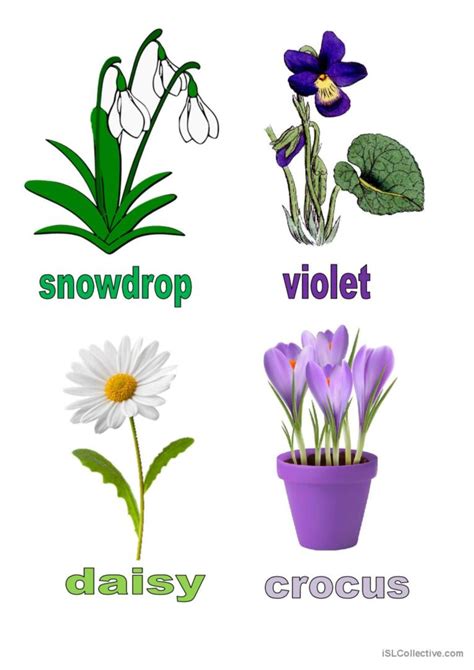 Spring Flowers Vocabulary Flashcards English Esl Worksheets Pdf And Doc