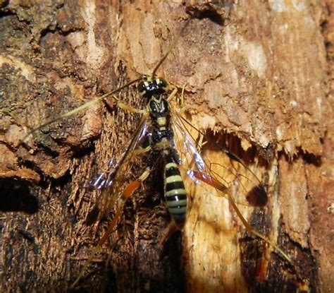 Wasp Species Arotes Decorus Bugguidenet