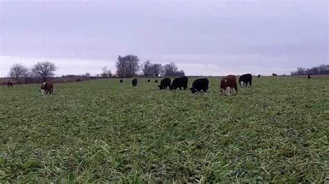 Cattle Grazing Cover Crops Oats Cereal Rye And Turnips Youtube