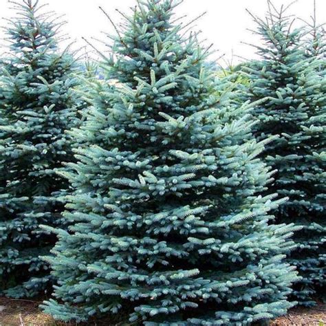 Blue Wonder Spruce Dwarf Blue Spruce — Plantingtree