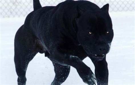 Scary Looking Dog Breeds
