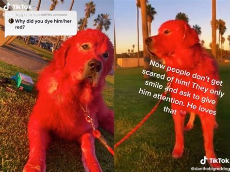 Pet Owner Receives Mixed Reactions After Revealing Why She Dyes Her Dog