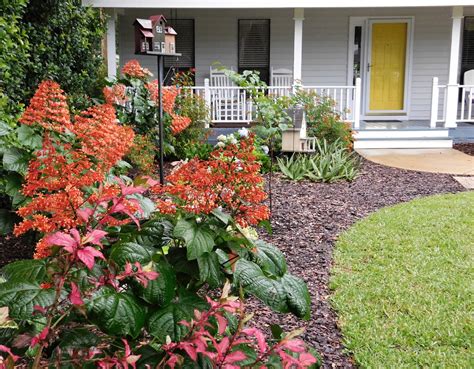 Garden On Fourth Street Summer Blooms ~ Central Florida