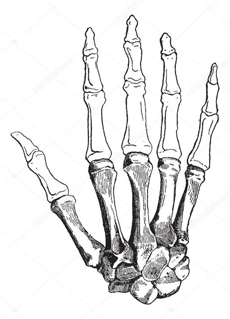 Bones Of A Human Hand Vintage Engraving — Stock Vector © Morphart