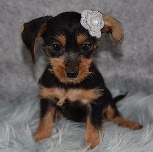 We always strive to make it a. Female Dorkie Puppy for Sale Glimmer | Puppies for Sale in ...