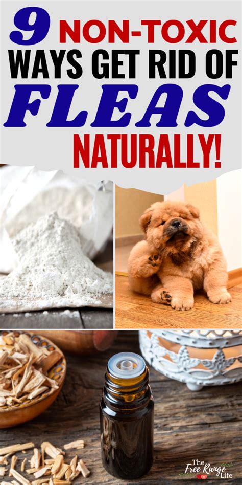 9 Natural Ways To Get Rid Of Fleas In Your Home And On Your Pets Flea