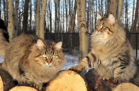 Siberian Cat Personality And Behavior Pettime