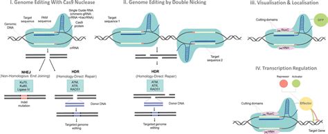 The Mechanism Of Genome Editing Using Crisprcas9 Download Scientific