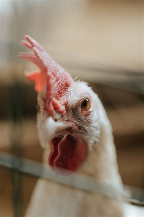 White Chicken In Close Up Photography · Free Stock Photo