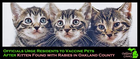 Officials Urge Residents To Vaccine Pets After Kitten Found With Rabies