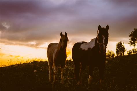 Download 30 Iphone Horse Sunset Wallpaper Foto Download Postsid