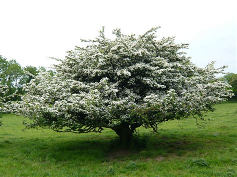 Check spelling or type a new query. Nourishing Herbs: Winter Resilience with Hawthorn & Rosehips