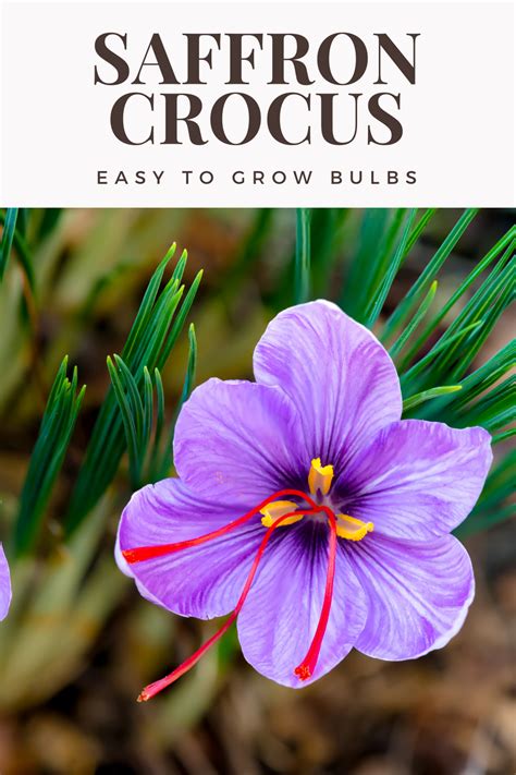 Grow Your Own Culinary Saffron This Exotic Spice Is Easy To Grow