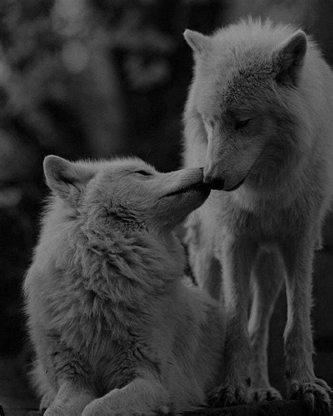 The Love These Two Wolves Have For Each Other Is Infinite White Wolves Also Referred To Arctic