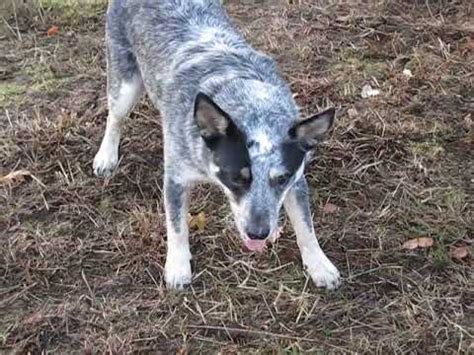 Males are generally larger, but females will also have a strong, athletic body. Diesel, my now full grown, blue heeler bitch. - YouTube