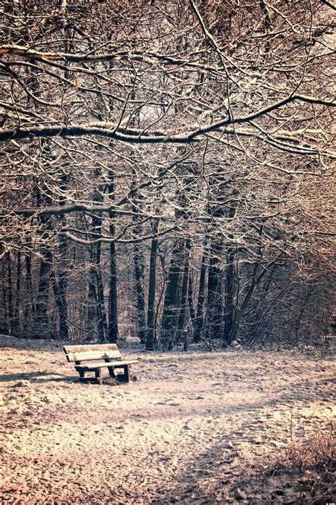 Snowy Landscape With A Bench And A Forest In Winter Stock Photo Image