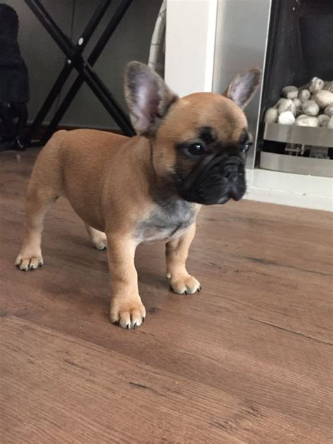 The breed is the result of a cross between toy bulldogs imported from england. French Bulldog Puppies For Sale | Denver Tech Center, CO #199459