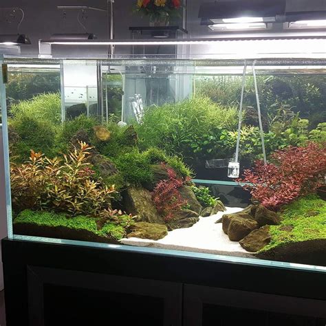 Maybe you would like to learn more about one of these? Beautiful aquascape with quality healthy plants ...