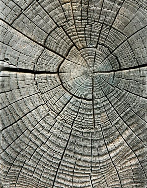 Weathered Wood Grain In Concentric Circles Sponsored Wood