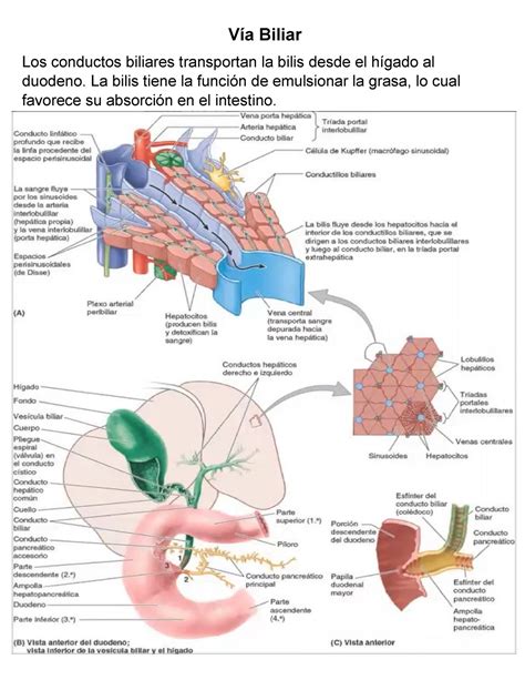 Vadear Min Ventilación anatomia de la via biliar paquete Crónico