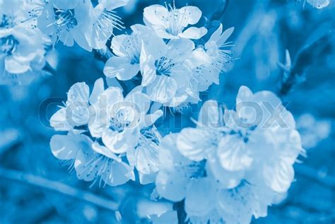 Blurred Sakura Flowers In The Morning Mist In Blue Tones Stock