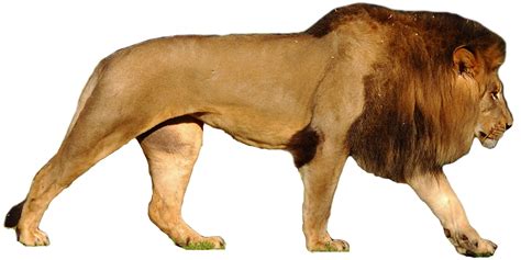 Lion PNG Transparent Image Download Size X Px