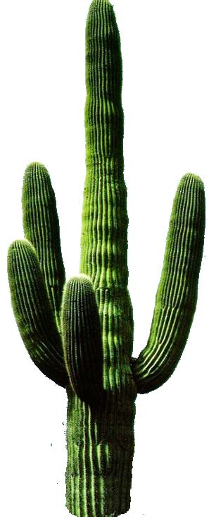 Cactus Png 11 Png All Png All