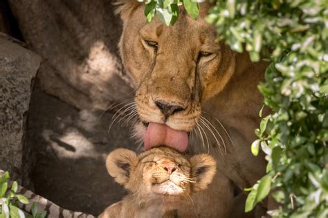 Caters News On Twitter This Stunning Shot Shows The Moment A Lioness