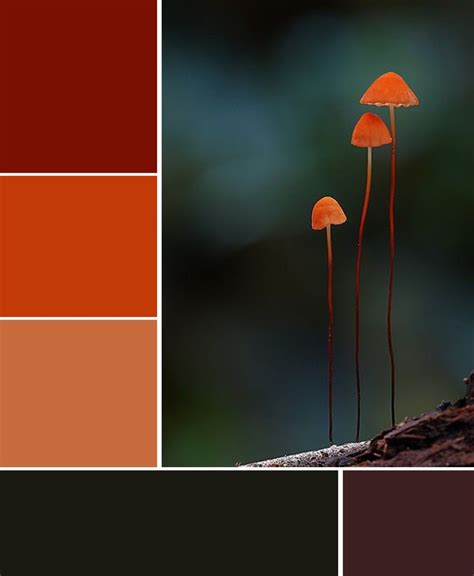 Red To Brown Color Harmony Color Inspiration Color Schemes