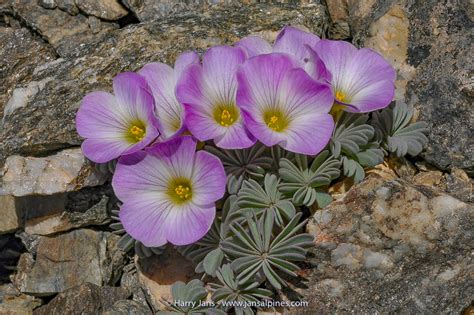 Oxalis Adenophylla Alpine Plants Plants Alpine Garden