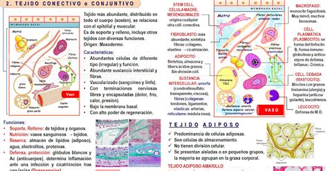 Biología Didáctica Tema 23 Bio Histología Animal Tejido Conectivo