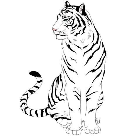 Easy To Draw White Tigers ClipArt Best