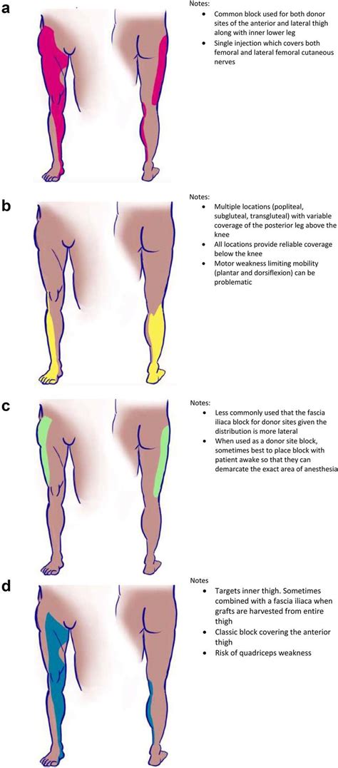 Anatomical Blocks Of The Lower Extremity Used In Burn Care A Fascia