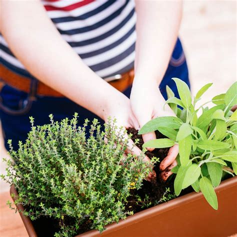 10 Balcony Gardening Tips Planting Herbs Container Herb Garden
