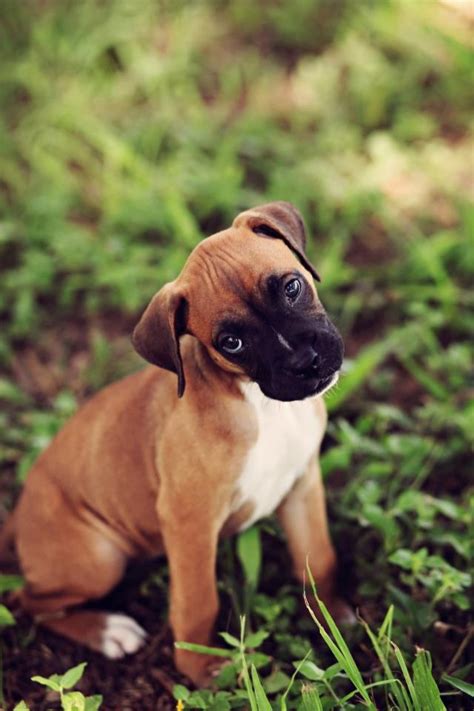 170 Best Images About Boxer Puppies On Pinterest