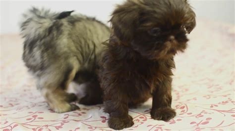 Shih Tzu Puppies Playing Youtube