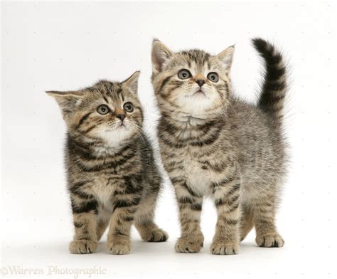 British Shorthair Brown Tabby Kittens Photo Wp10117