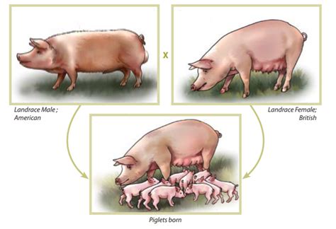 How To Farm Pigs Breeding The Pig Site