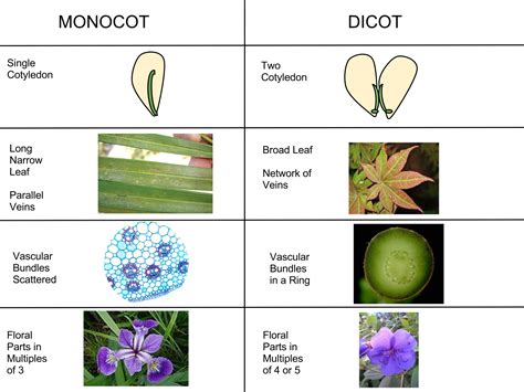 Angiospermae Flowering Plants — The Biology Primer