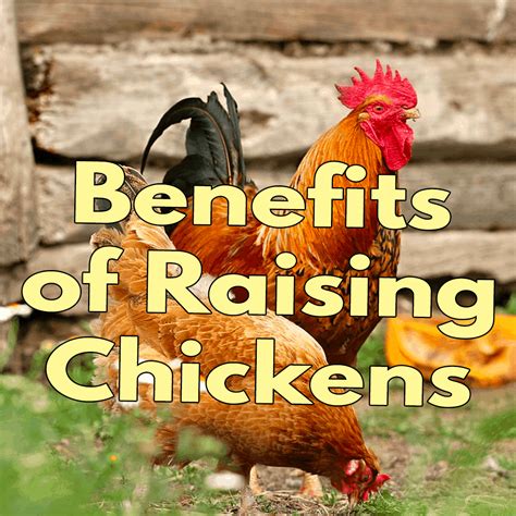 Benefits Of Raising Chickens