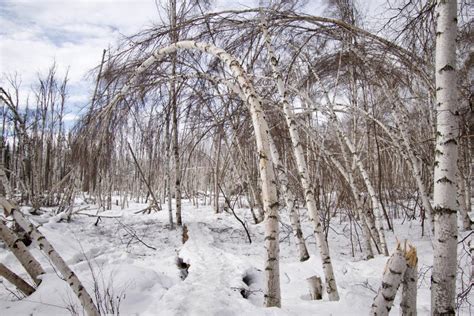 Brandon Lucas Drunken Forests Permafrost Thaw In The Arctic