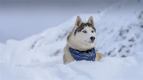 Wallpaper Dog Husky Cute Animals Snow Winter 5k Animals 17403