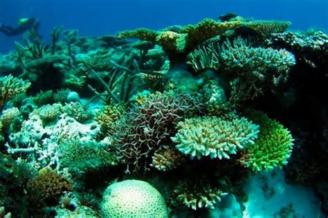 isolated coral reef surprises scientists by healing itself