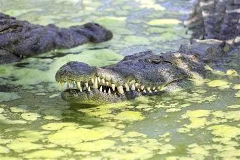 Nile Crocodile In Swamp Stock Image Image Of Alligator 25996859