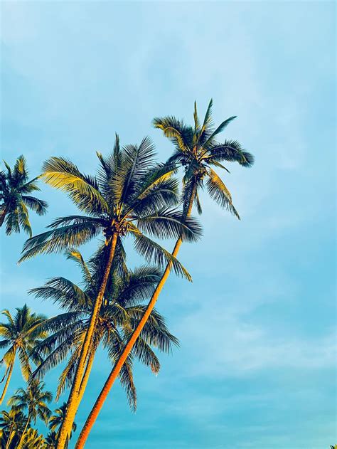 Hd Wallpaper Coconut Trees Under Blue Sky During Daytime Summer