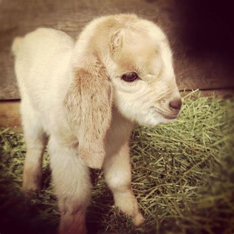 50 Of The Cute Baby Goat Pictures That Makes You Fall In Love