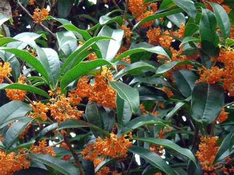 Orange Flowering Fragrant Tea Olive Osmanthus New Life Nursery