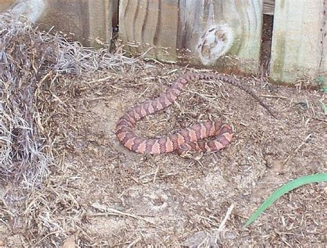 How To Rid Your Yard Of Snakes Hunker